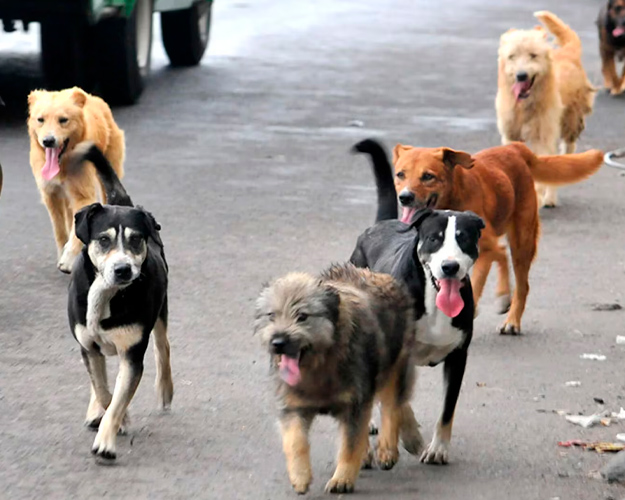 Foto: Turquía aprobó ley destinada a retirar de las calles a millones de perros callejeros/Cortesía