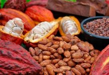 Foto: Encuentran metales pesados en alimentos derivados del cacao/Cortesía