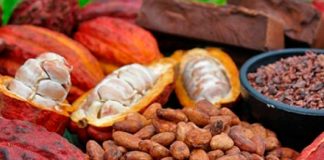 Foto: Encuentran metales pesados en alimentos derivados del cacao/Cortesía