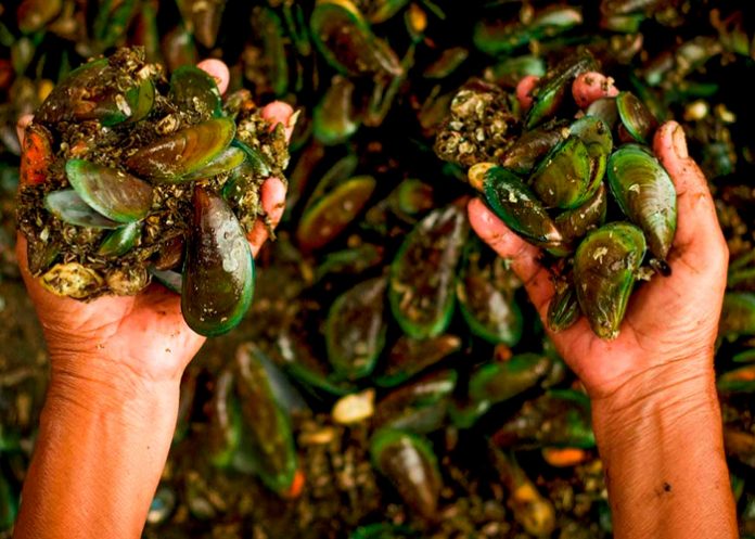 Foto: Reino Unido, advierte presencia de plástico reforzado con fibra de vidrio en la cadena alimenticia marina/Cortesía