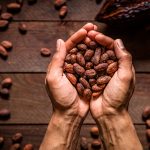 Foto: ¿Componentes del cacao pueden ser beneficiosos para la salud? /cortesía