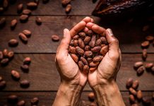 Foto: ¿Componentes del cacao pueden ser beneficiosos para la salud? /cortesía