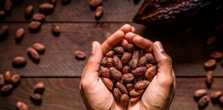 Foto: ¿Componentes del cacao pueden ser beneficiosos para la salud? /cortesía