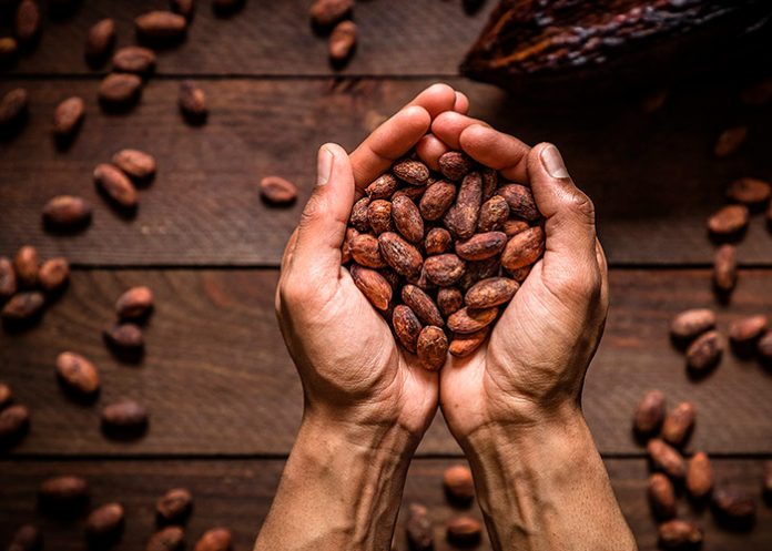 Foto: ¿Componentes del cacao pueden ser beneficiosos para la salud? /cortesía