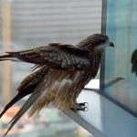 Foto: Más de 3500 millones de aves mueren anualmente por este asesino invisible /cortesía