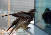 Foto: Más de 3500 millones de aves mueren anualmente por este asesino invisible /cortesía