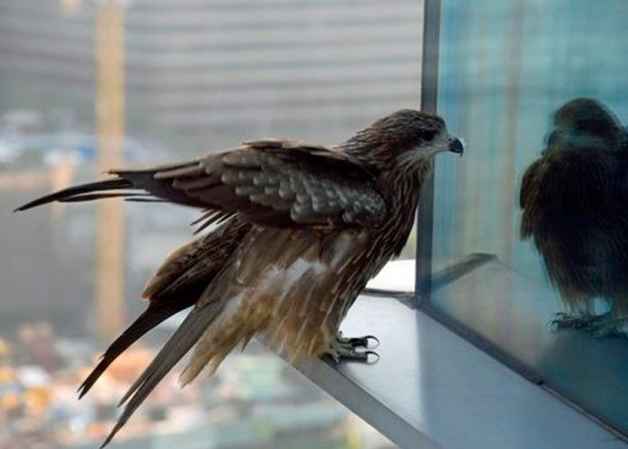 Foto: Más de 3500 millones de aves mueren anualmente por este asesino invisible /cortesía