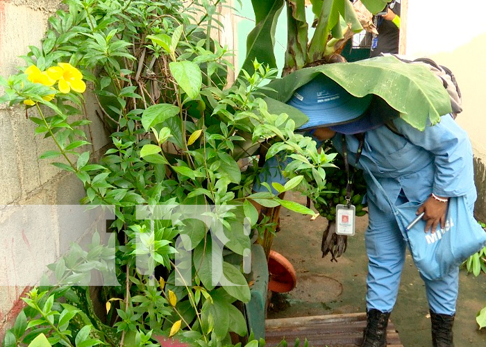 Foto: Brigada del MINSA visita hogares del barrio La Primavera para erradicar el zancudo /TN8