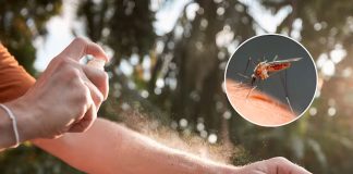 Foto: Esta es la técnica japonesa para ganarle a los mosquitos / Cortesía