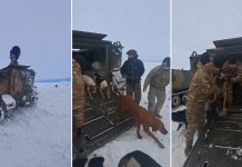 Foto: Rescatan a peón y sus perros luego de estar atrapados en la nieve un mes/Créditos