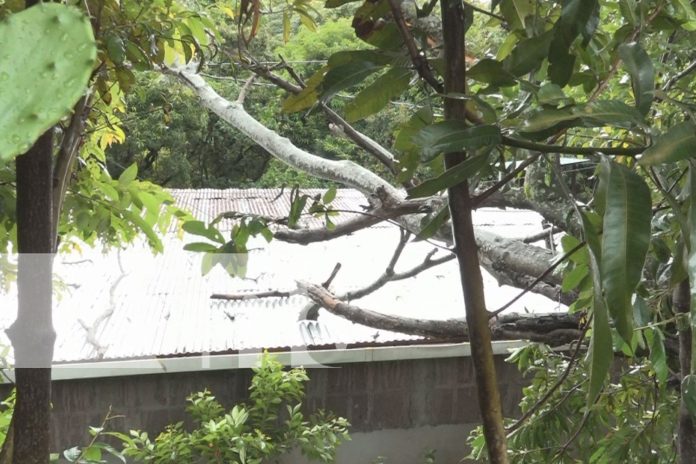 Fuerte lluvia y vientos derriban árboles y cables en Estelí