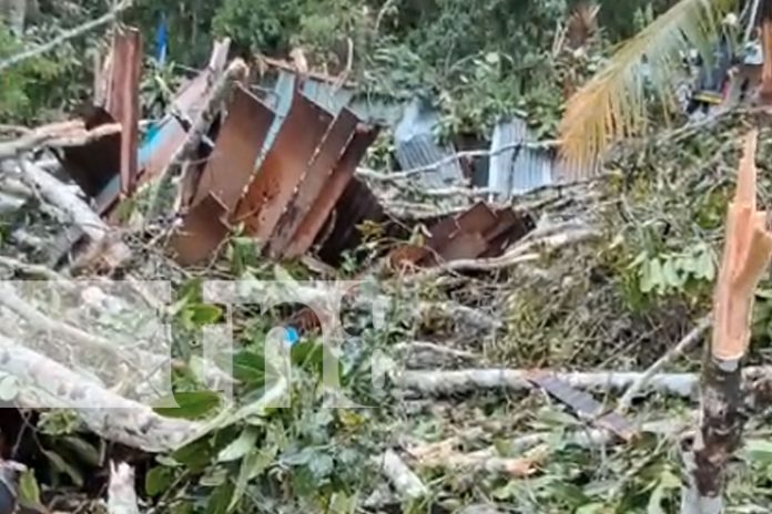 Foto: Un árbol cae y mata a un hombre de 60 años en San José de Bocay, Jinotega/TN8