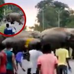 Foto: Hombre es aplastado por un elefante en india/Créditos
