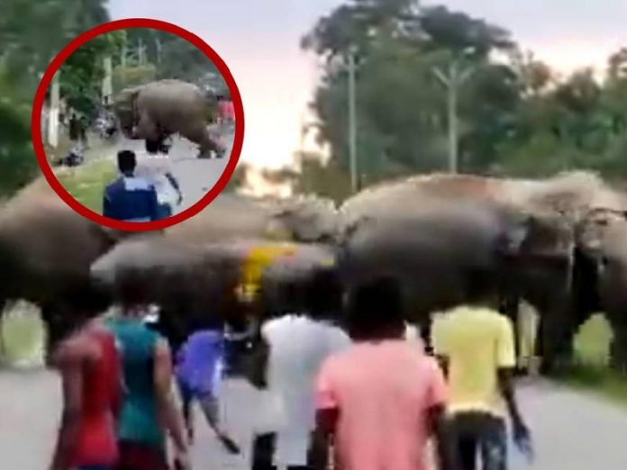 Foto: Hombre es aplastado por un elefante en india/Créditos