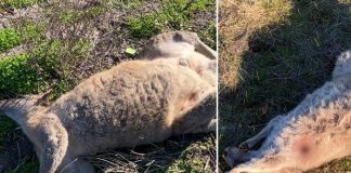 Foto: Crimen ambiental en Australia /cortesía