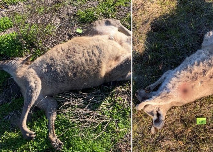 Foto: Crimen ambiental en Australia /cortesía