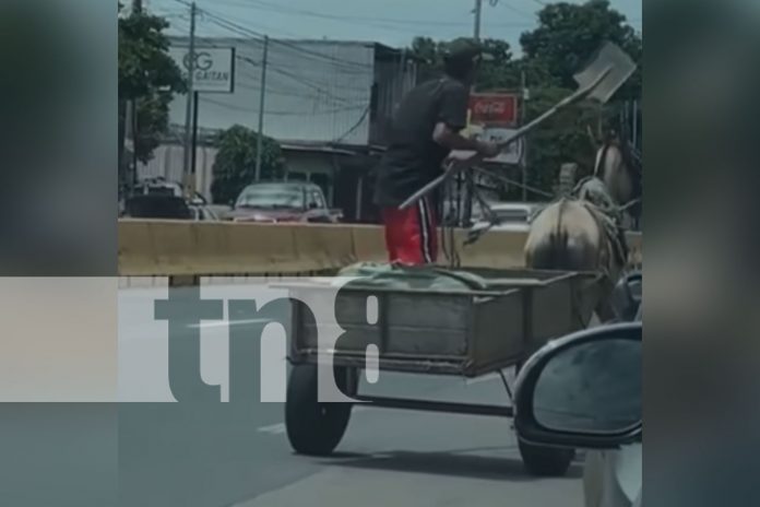 Foto: Carretonero agrede con una pala a su caballo en la pista del mercado Roberto Huembes/TN8