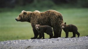 Foto: Proyecto de ley para caza de osos en Rumania es desaprobado/Créditos