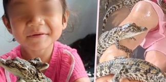 Foto: Video de una niña tailandesa de 4 años jugando con crías de cocodrilo/Cortesía