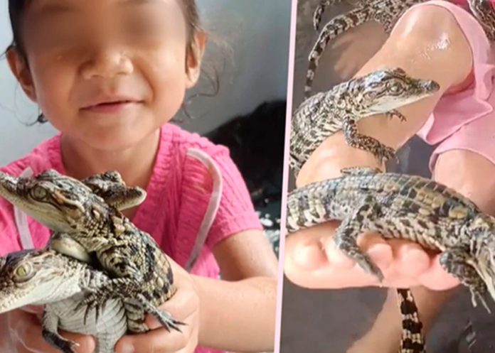 Foto: Video de una niña tailandesa de 4 años jugando con crías de cocodrilo/Cortesía