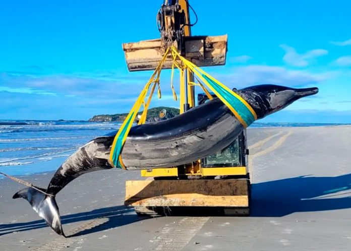 Foto: Autoridades de Nueva Zelanda han hallado el cadáver de una Ballena/Cortesía