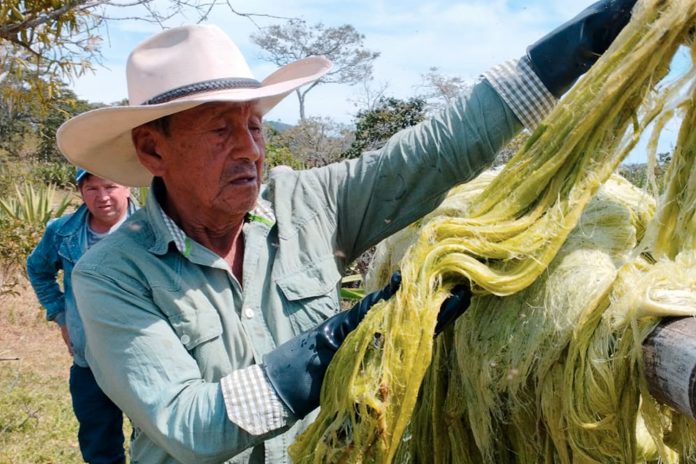 Foto: En Colombia la utilización de fique, una fibra biodegradable y compostable/Cortesía