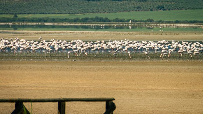 Foto: Voluntarios de Argelia salvan a unos 300 flamencos en riesgo por la sequía/Créditos