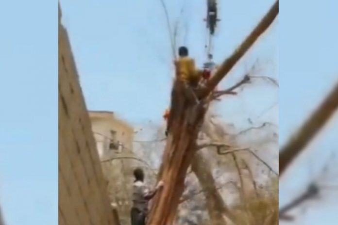 Foto: Muere aplastado por grúa mientras podaba un árbol /Cortesía