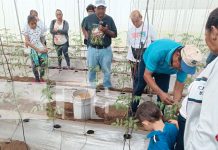 Foto: INTA capacita a familias productoras de hortalizas /TN8