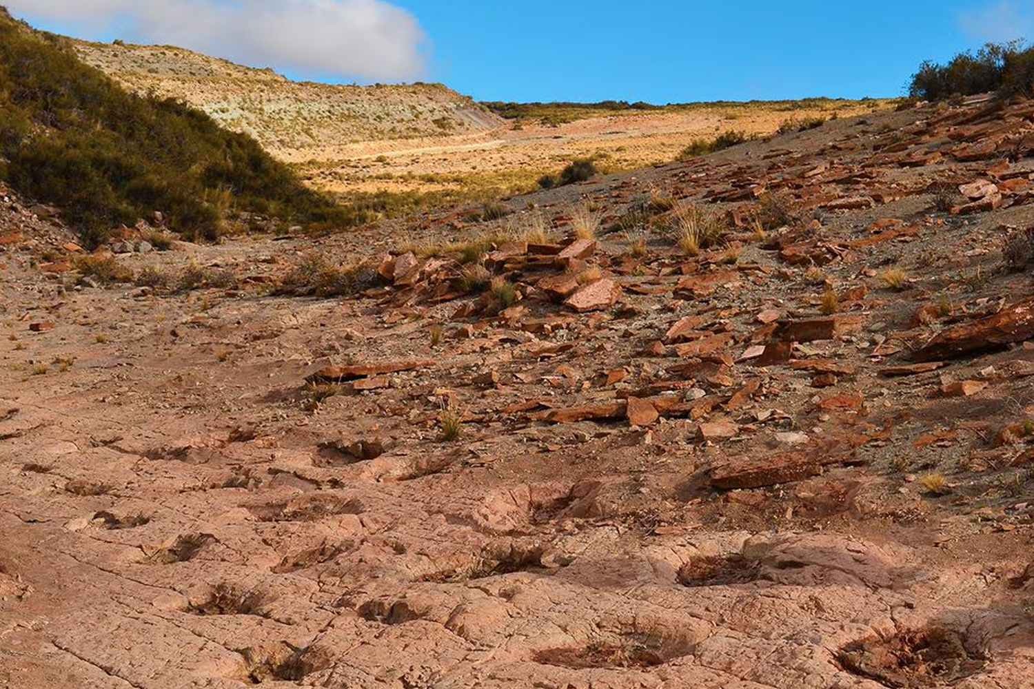 Foto: Museo digitalizará 14 mil huellas de dinosaurios/Cortesía