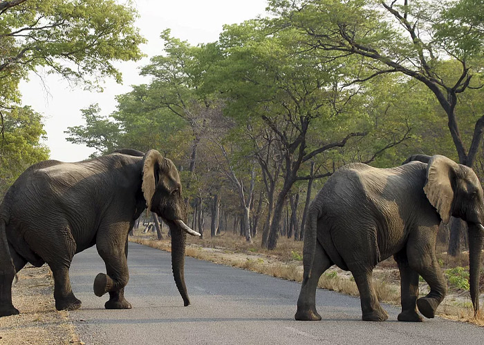 Foto: Turista muere en Sudáfrica pisoteado por un elefante /Cortesía