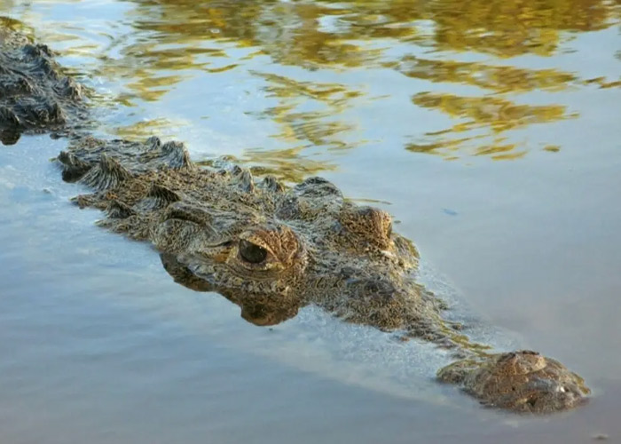 Foto: Sacrifican al cocodrilo que mató a una niña en Australia /Cortesía