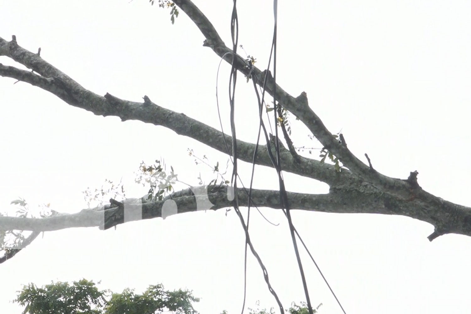 Fuerte lluvia y vientos derriban árboles y cables en Estelí