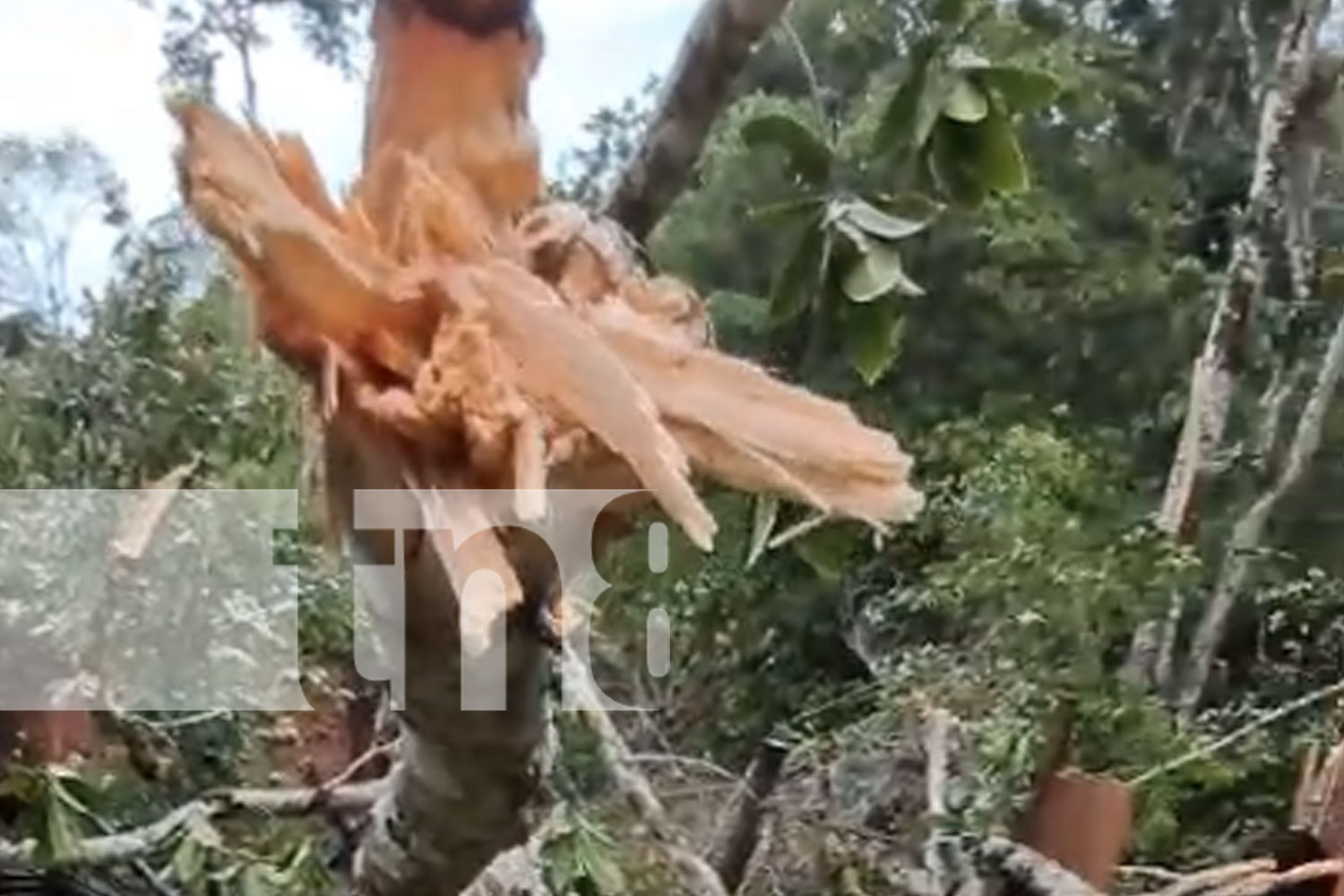 Foto: Un árbol cae y mata a un hombre de 60 años en San José de Bocay, Jinotega/TN8