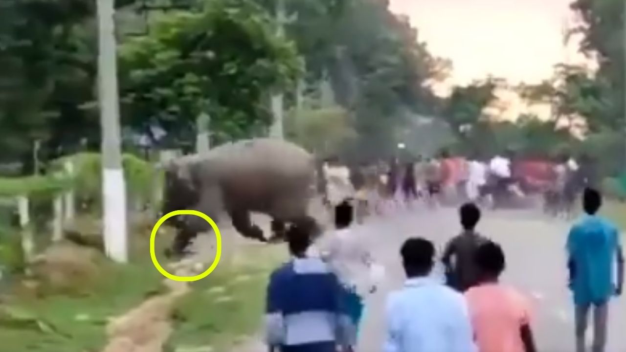 Foto: Hombre es aplastado por un elefante en india/Créditos