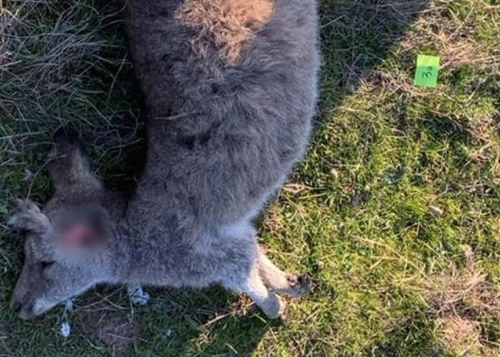 Foto: Crimen ambiental en Australia /cortesía 