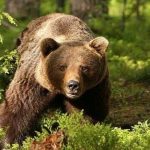 Foto: Proyecto de ley para caza de osos en Rumania es desaprobado/Créditos
