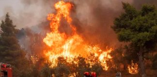 Foto: Tres bomberos heridos por incendio forestal en Grecia/Cortesía