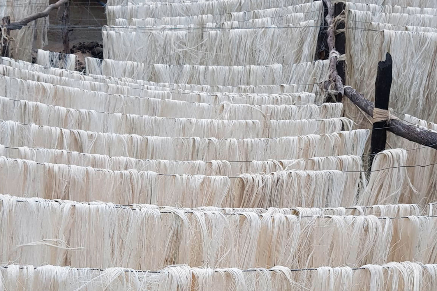 Foto: En Colombia la utilización de fique, una fibra biodegradable y compostable/Cortesía