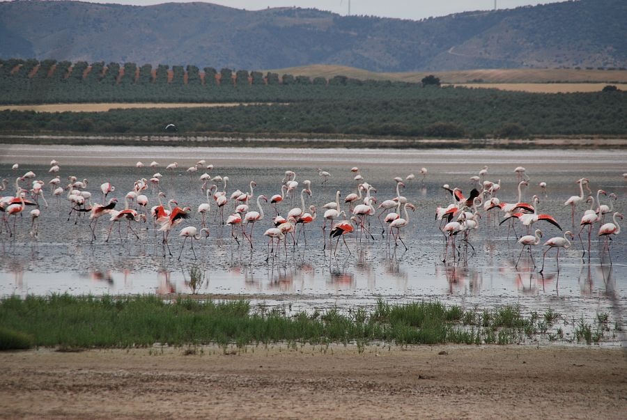 Foto: Voluntarios de Argelia salvan a unos 300 flamencos en riesgo por la sequía/Créditos