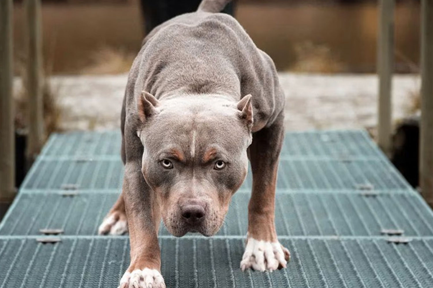 Foto: Dos perros pitbulls atacaron a una mujer /Cortesía