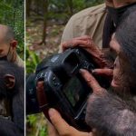 Foto: Chimpancé de tres años se vuelve viral al demostrar su inteligencia/créditos