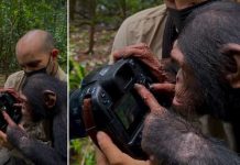 Foto: Chimpancé de tres años se vuelve viral al demostrar su inteligencia/créditos