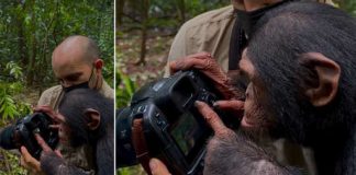 Foto: Chimpancé de tres años se vuelve viral al demostrar su inteligencia/créditos