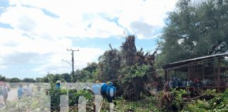 Foto: Árbol de chilamate cae sobre dos personas en la Isla de Ometepe/ TN8