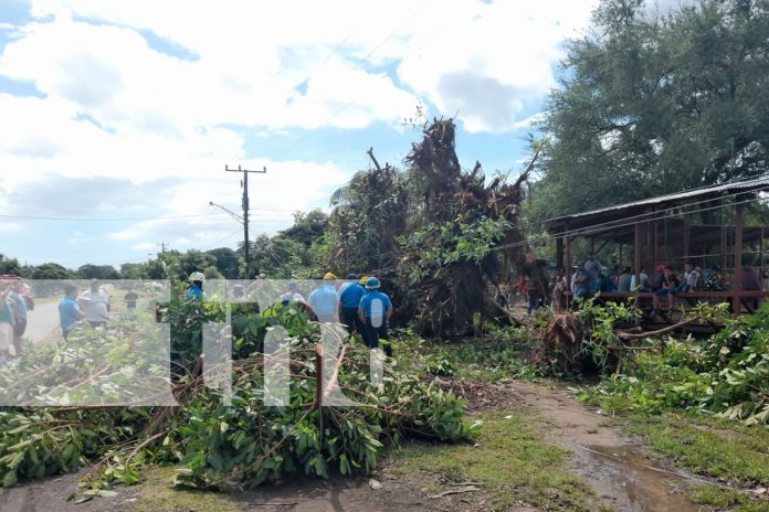 Foto: Árbol de chilamate cae sobre dos personas en la Isla de Ometepe/ TN8