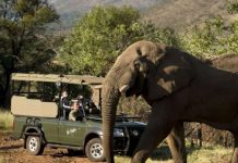 Foto: Turista muere en Sudáfrica pisoteado por un elefante /Cortesía