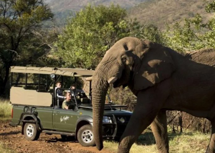 Foto: Turista muere en Sudáfrica pisoteado por un elefante /Cortesía