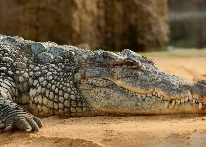 Foto: Sacrifican al cocodrilo que mató a una niña en Australia /Cortesía