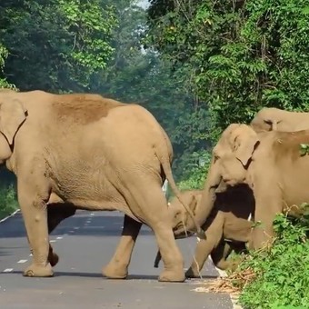 Foto: Hombre es aplastado por un elefante en india/Créditos